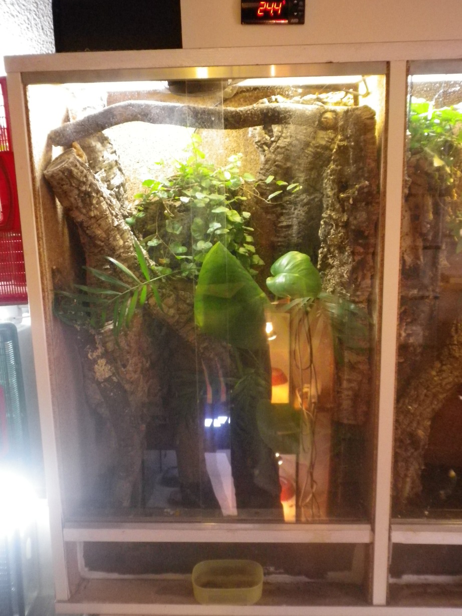 R.chahoua terrario.JPG