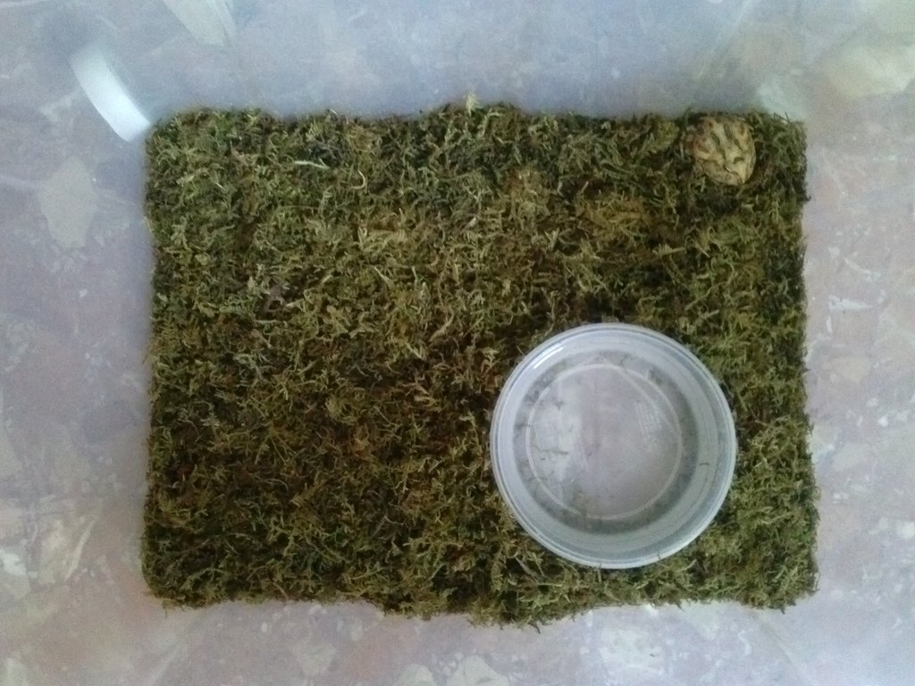 Rack con Ceratoprhys