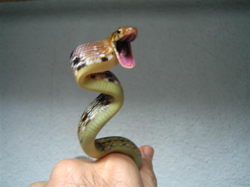 Radiata en guardia 015 (Medium).jpg