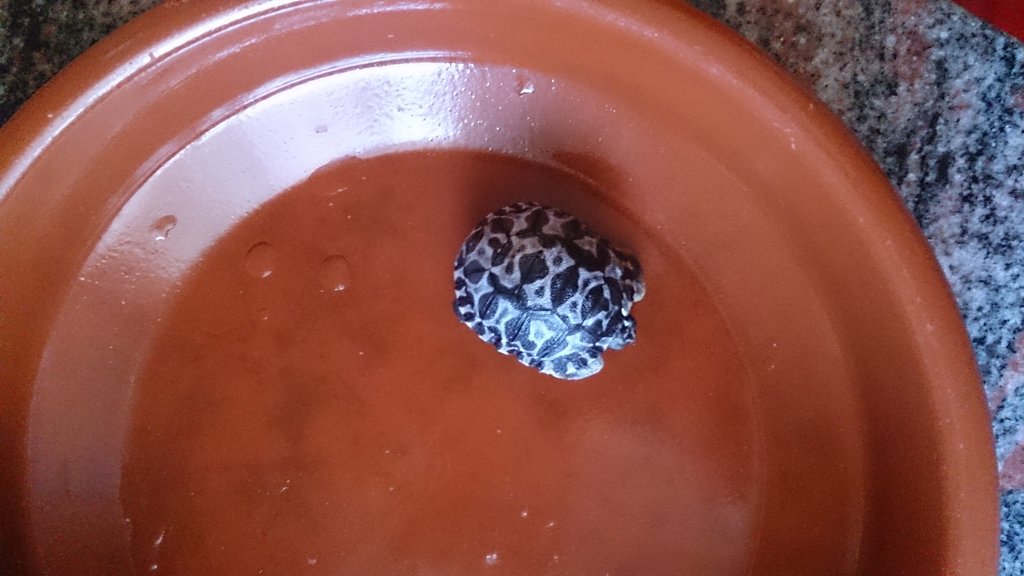 Radiata recién nacida