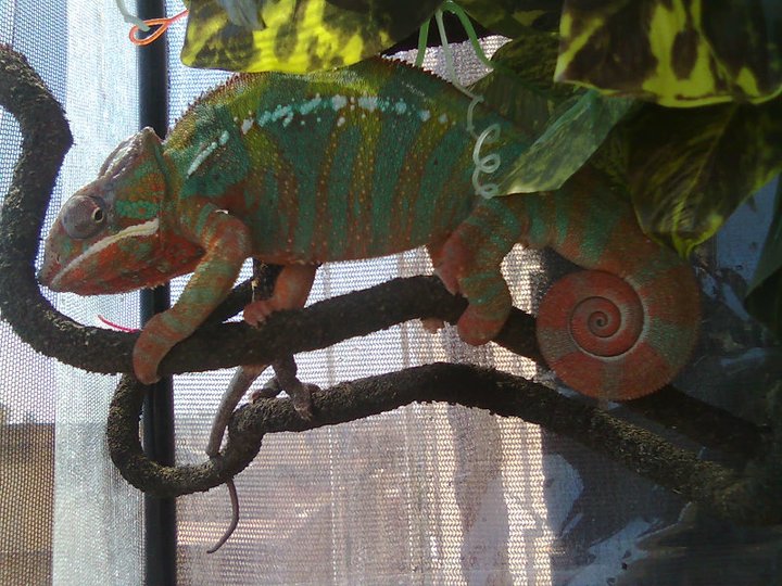 RAINBOW - Furcifer Pardalis ambilobe