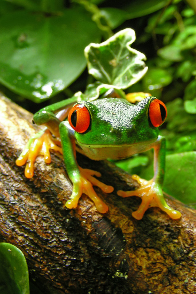 Rana ojos rojos