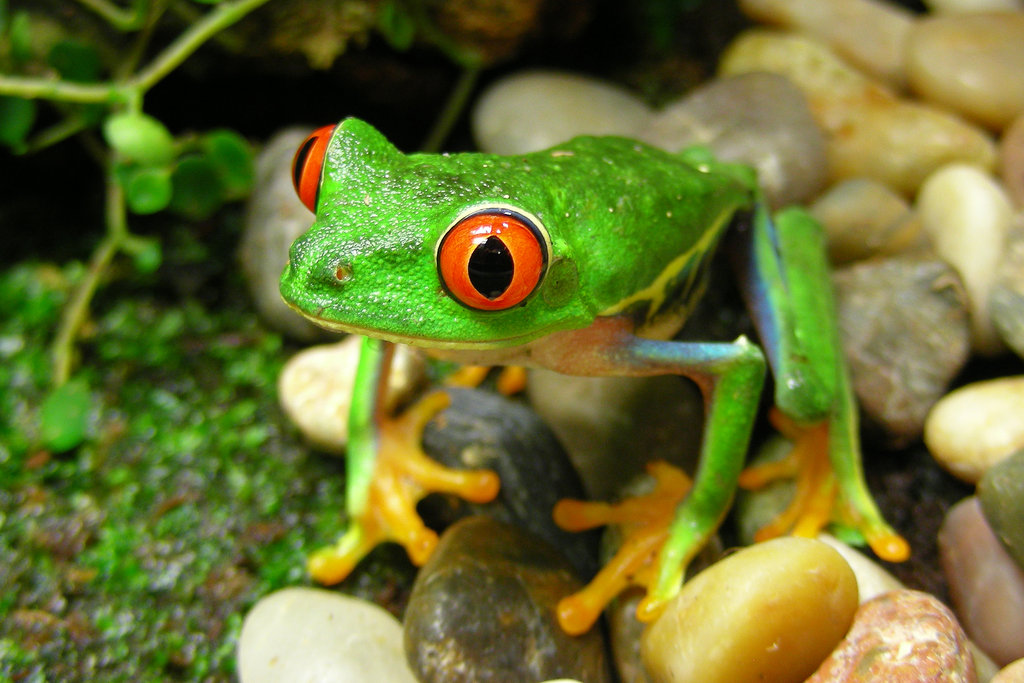 Rana ojos rojos