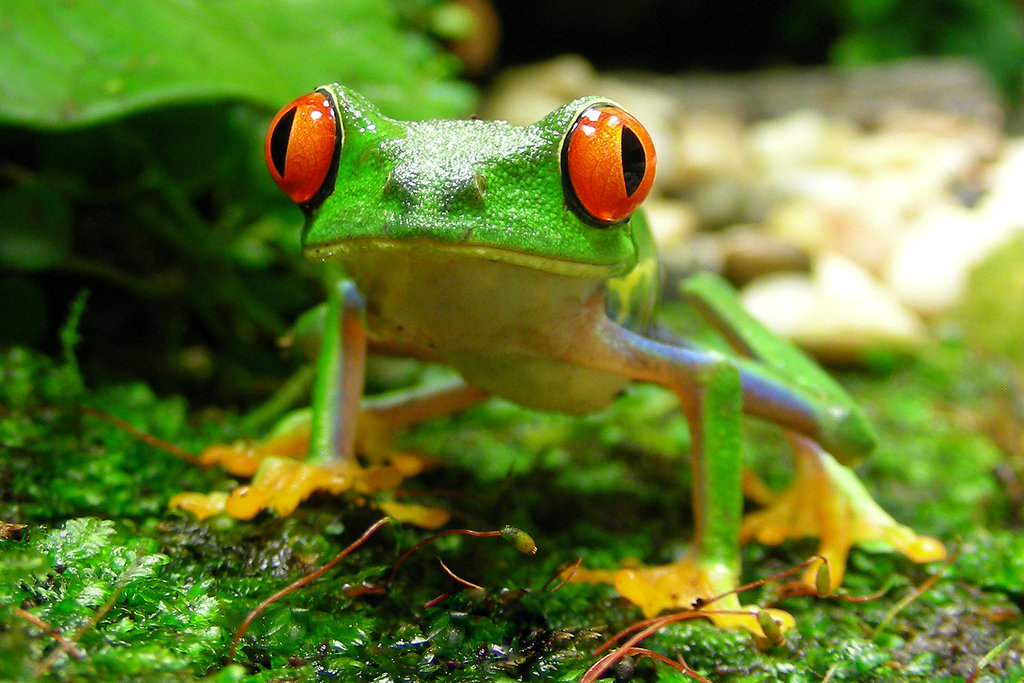 Rana ojos rojos