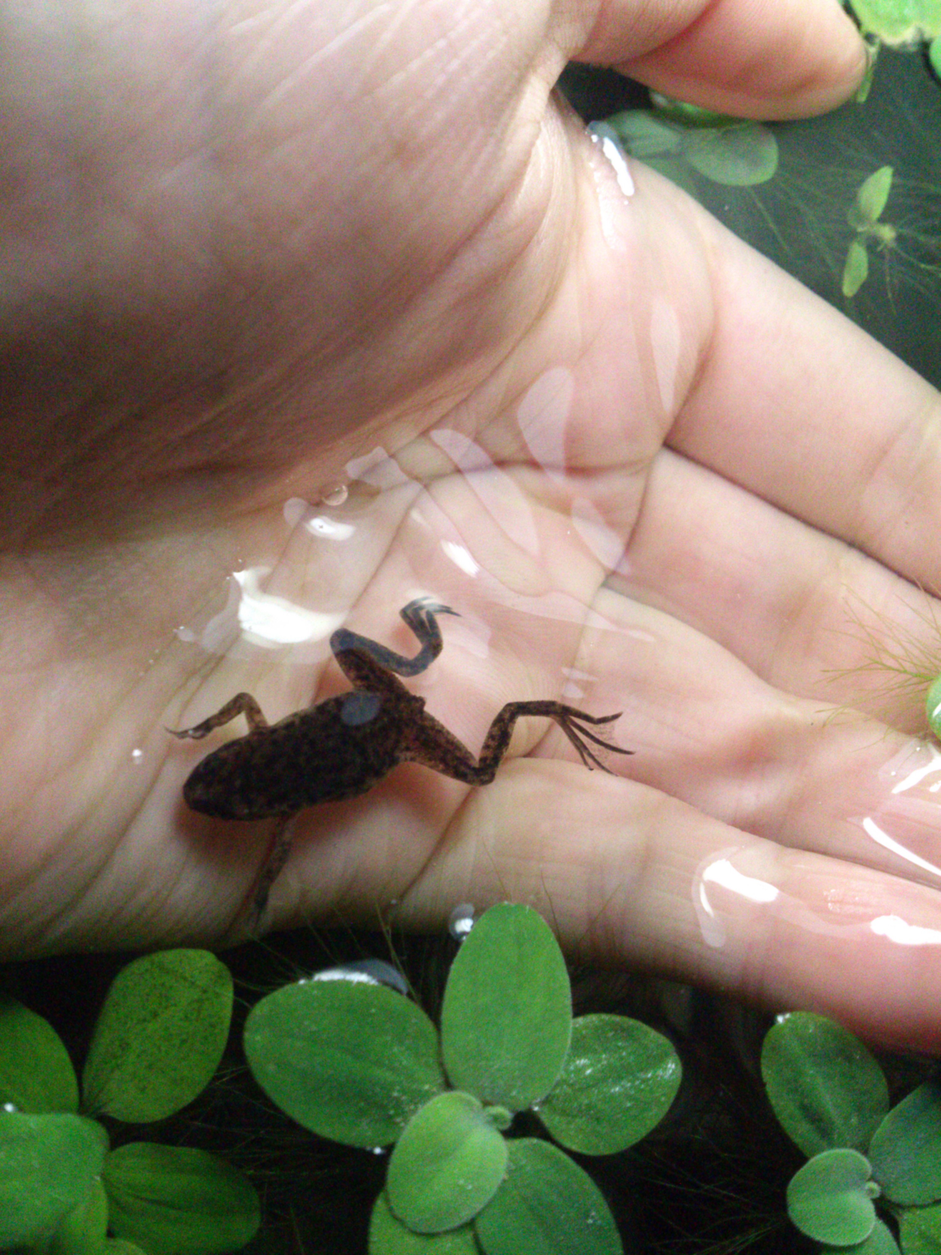 Ranita africana enana de uñas (Hymenochirus)