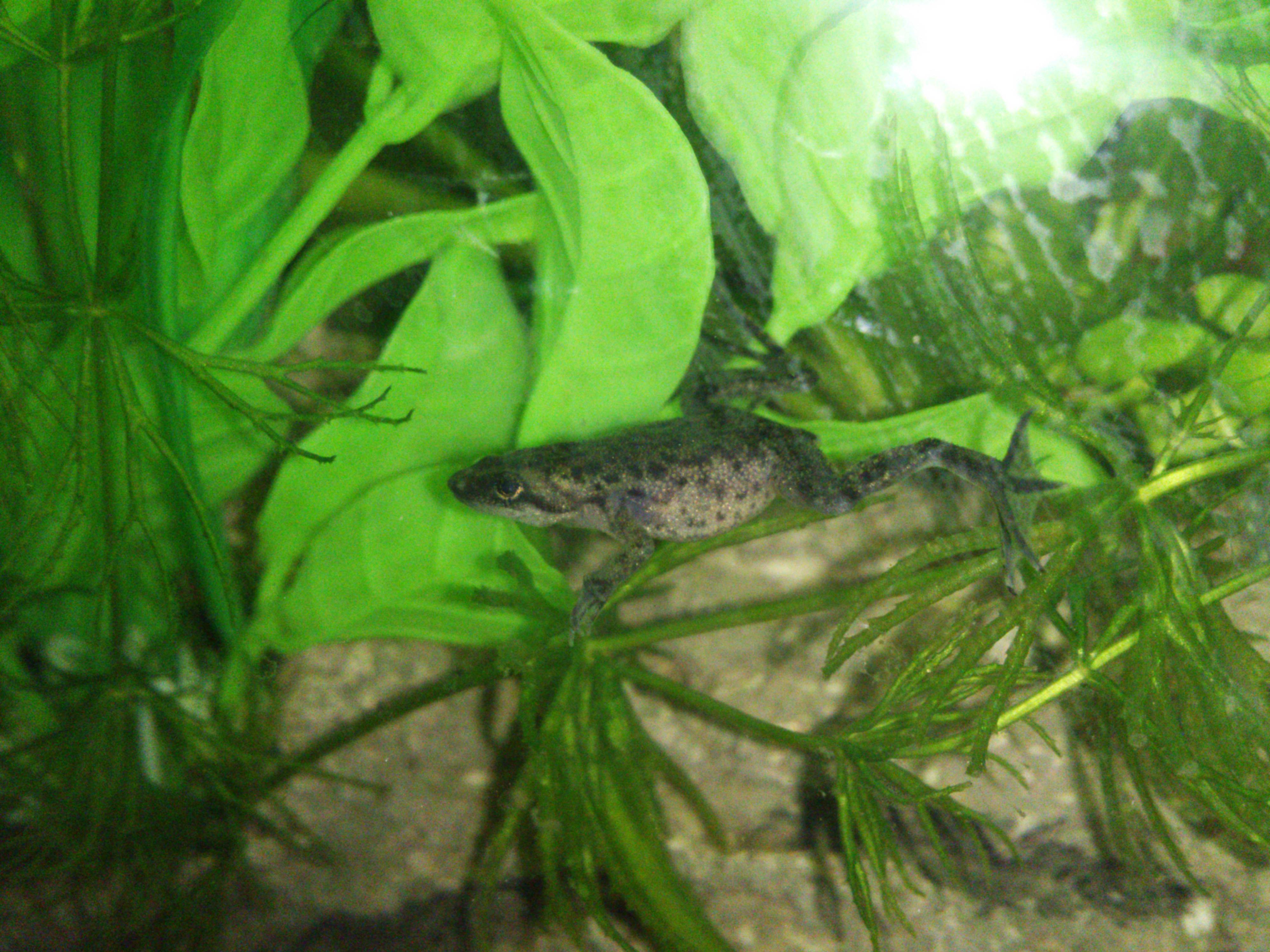 Ranita africana enana de uñas (Hymenochirus)