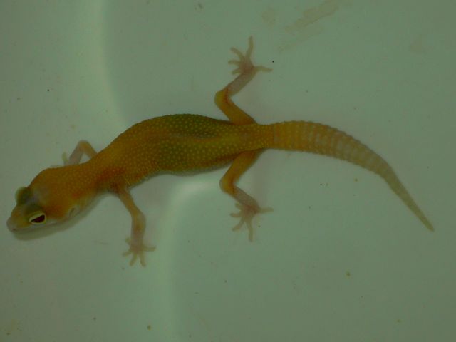 Raptor [640x480].JPG