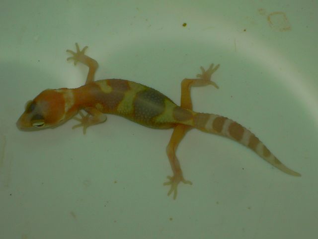 Raptor_banded [640x480].JPG