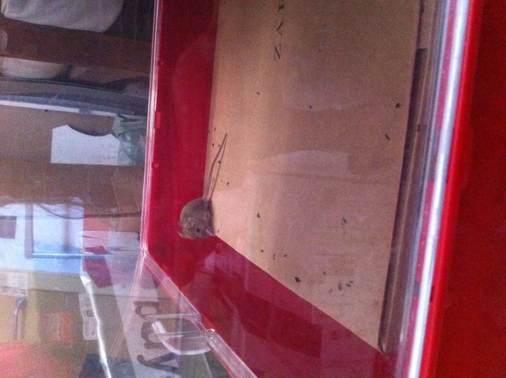 ¿Ratón de campo o ratón pigmeo africano?