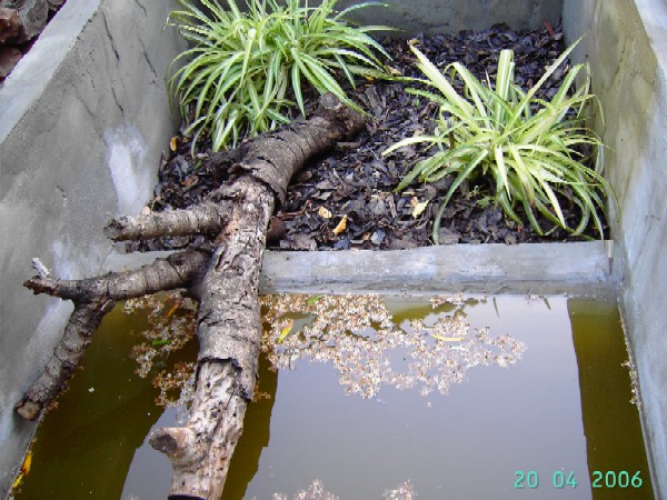 Recinto exterior Rhinoclemmys 1.jpg