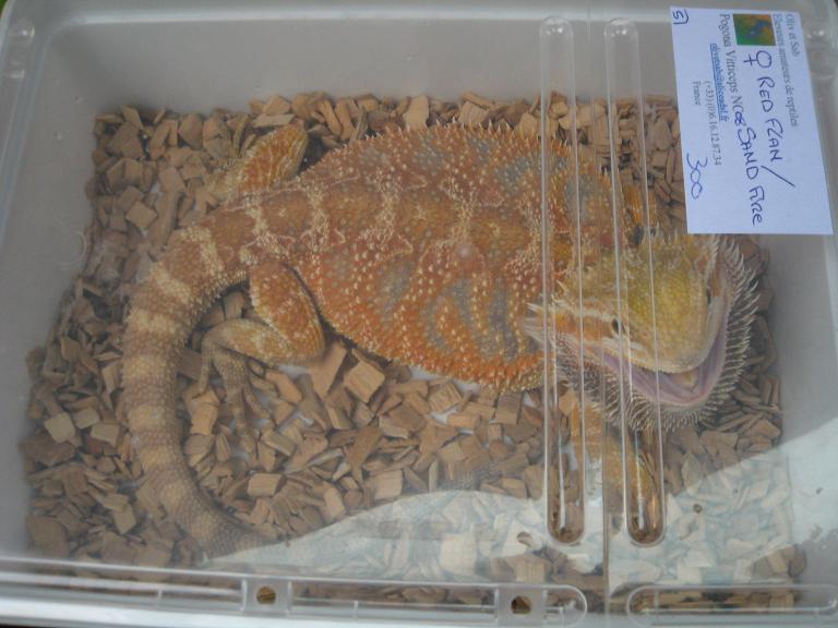 red flame x sand fire.JPG