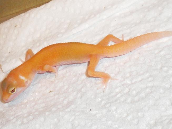 Red Striped Aptor X Raptor .JPG