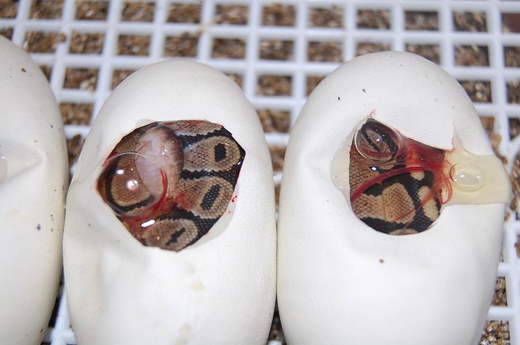 regius 1-09-08...JPG