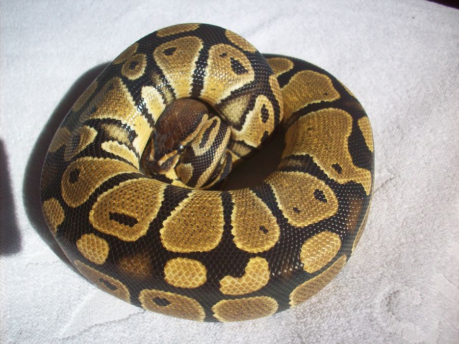 REGIUS [800x600].JPG