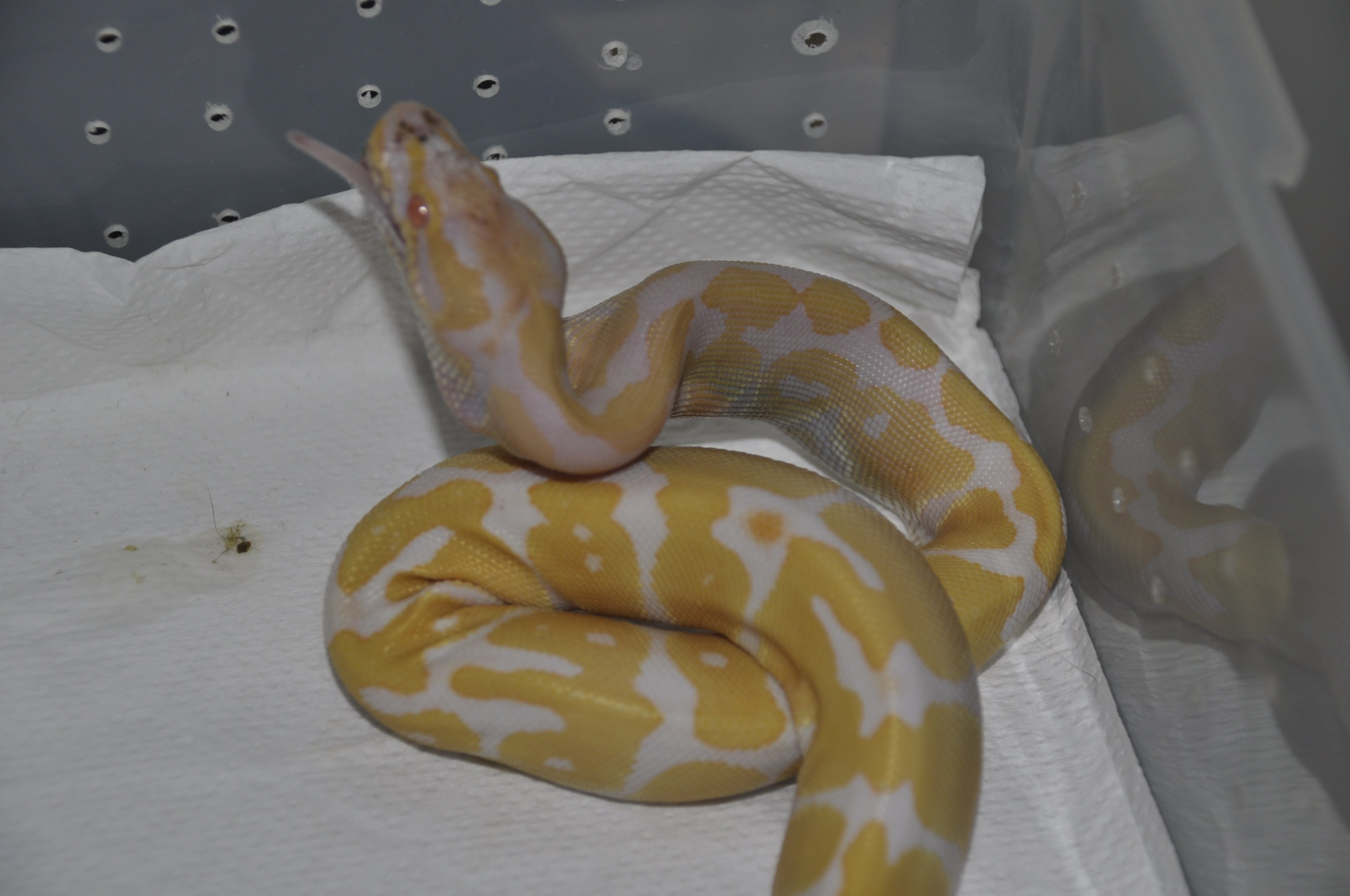 regius albina comiendo 2.jpg