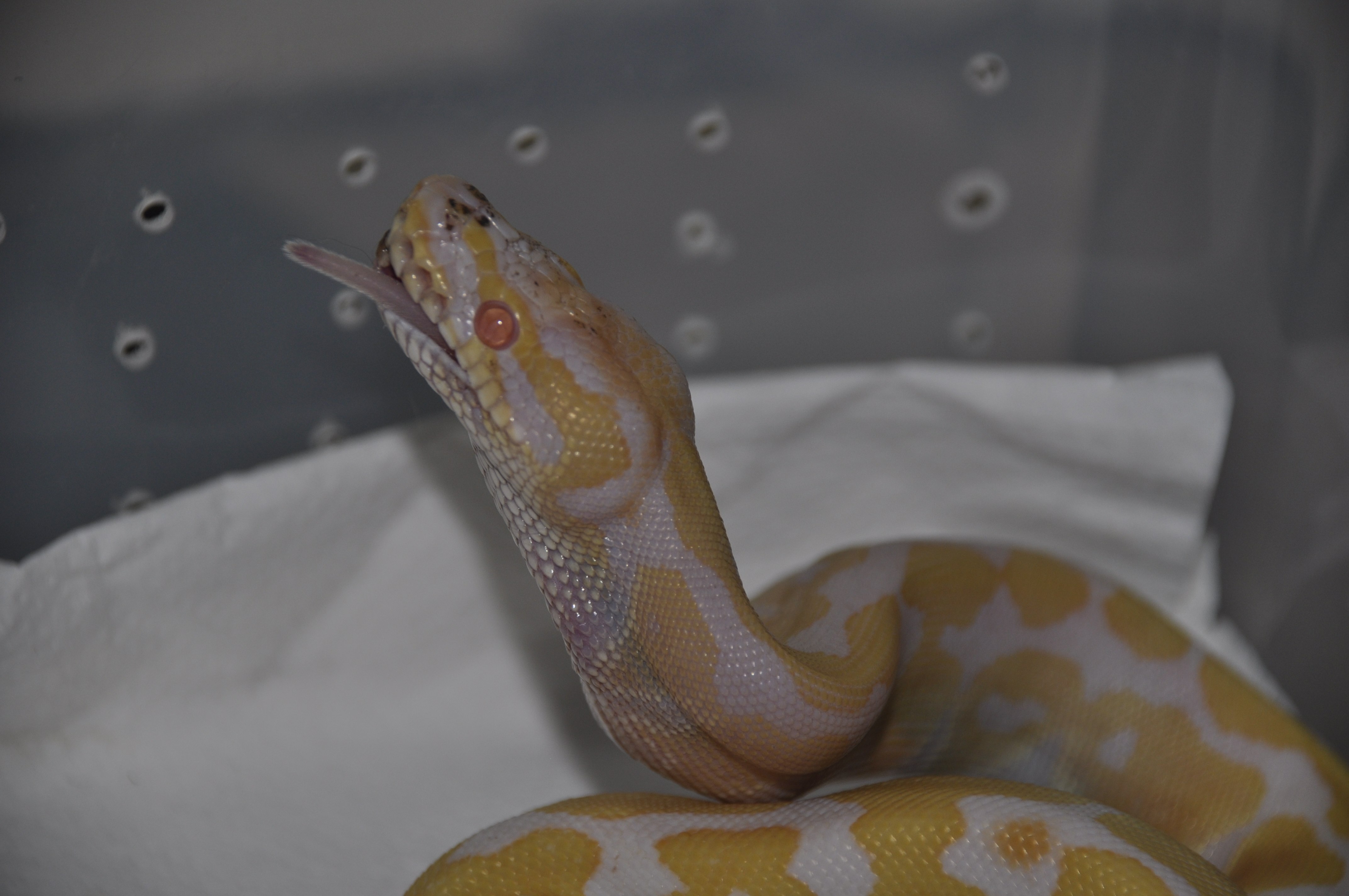 regius albina comiendo.jpg