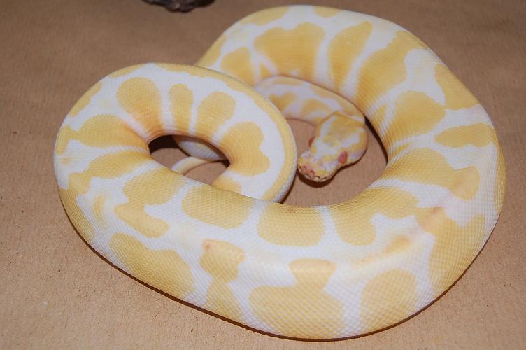 regius albina hembra.JPG