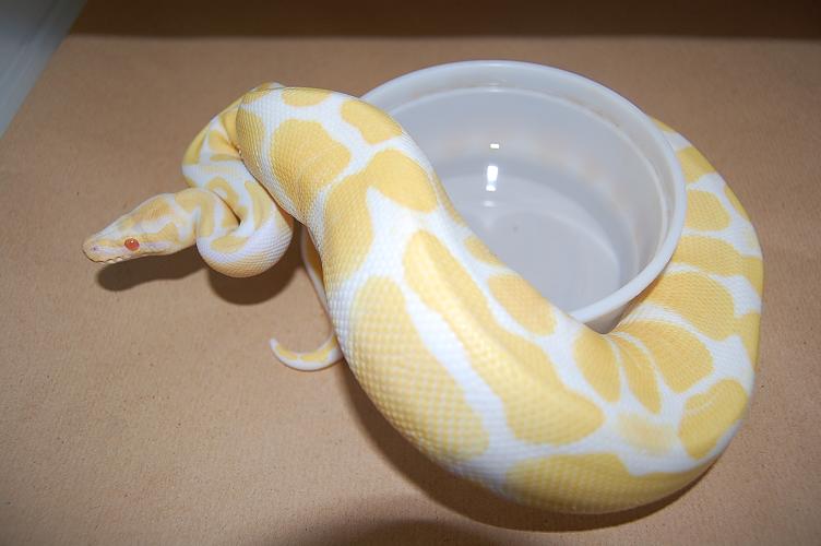 regius albina macho.JPG