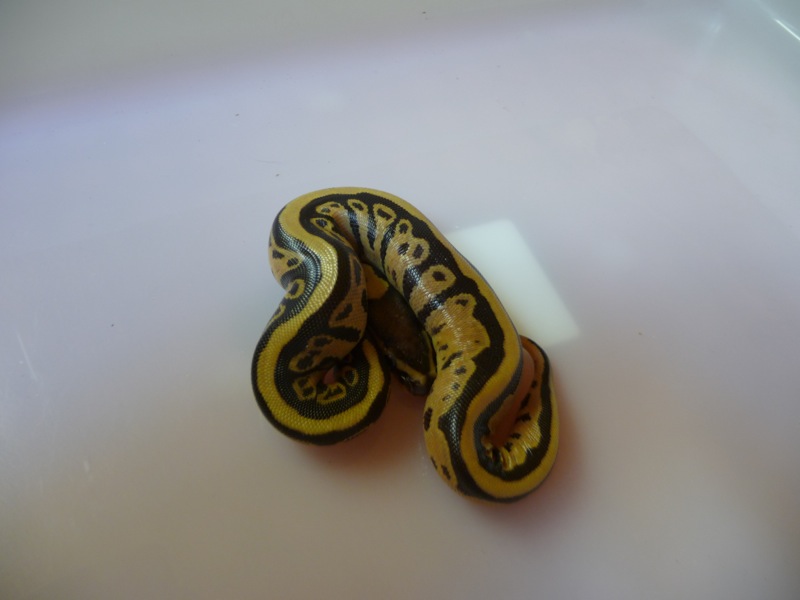 Regius fire 2010 (4).JPG