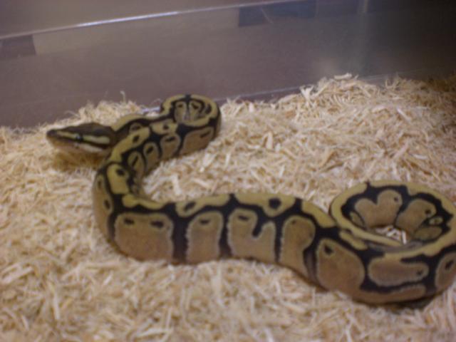 Regius Firre Macho.jpg