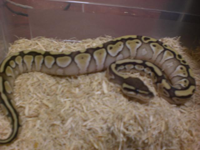 Regius Lesser Platinum Hembra.jpg