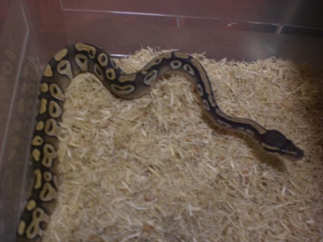 Regius Mojave macho.jpg