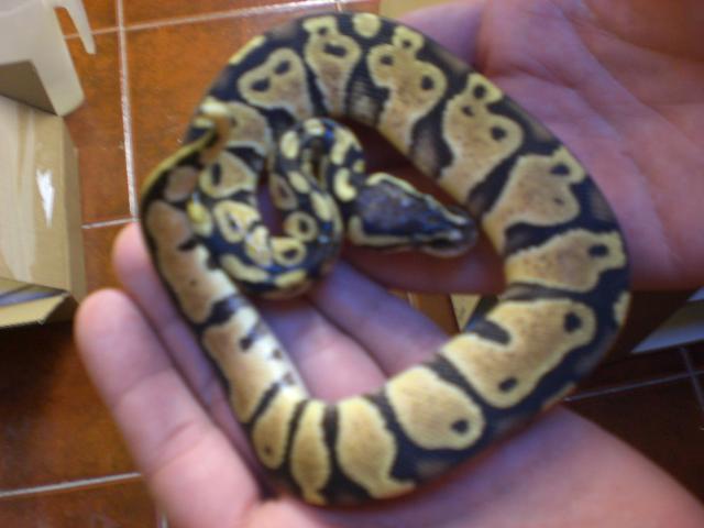 Regius pastel femea.jpg