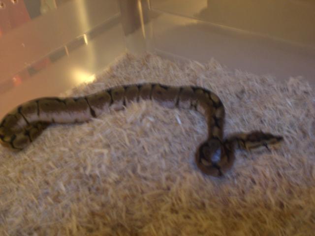 Regius Spider hembra.jpg