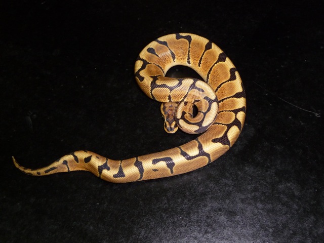 Regius WOMA fauna.JPG