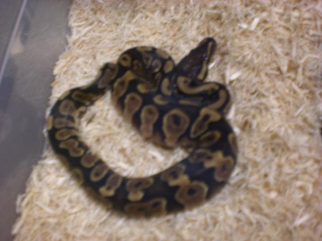 Regius Yellowbelly Macho.jpg