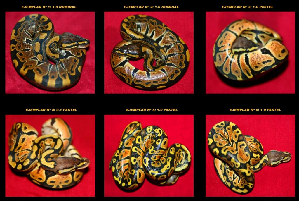 regiuspastelnc09comp (Large).jpg