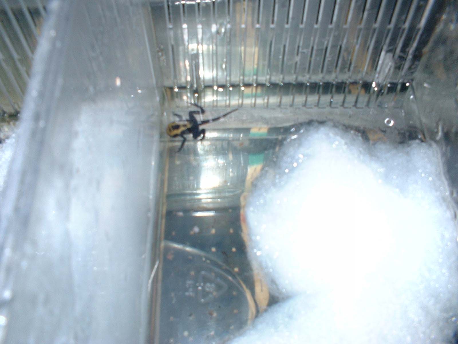 renacuajo D.tinctorius nominat antes metamorfosis.jpg