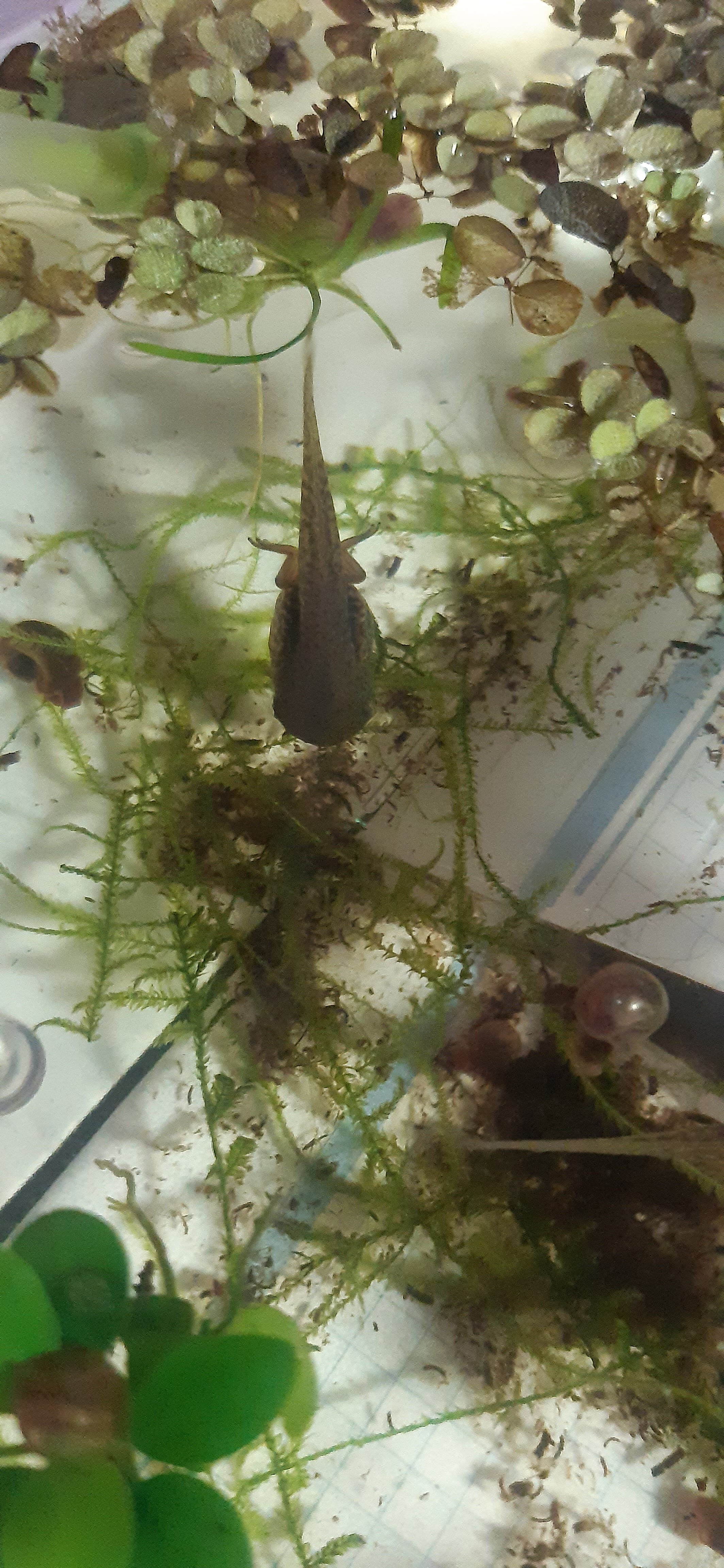 Renacuajo de Agalychnis Callidryas