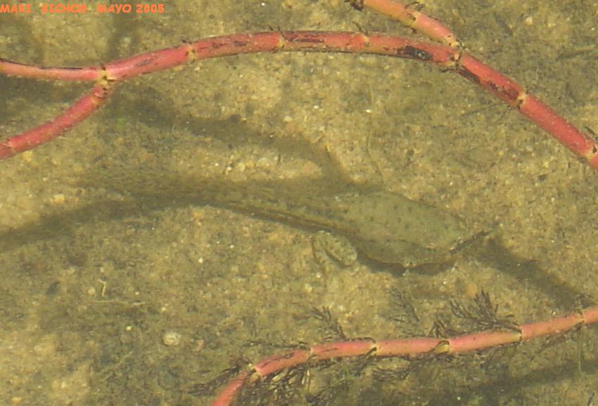 RENACUAJO R. PEREZI.JPG