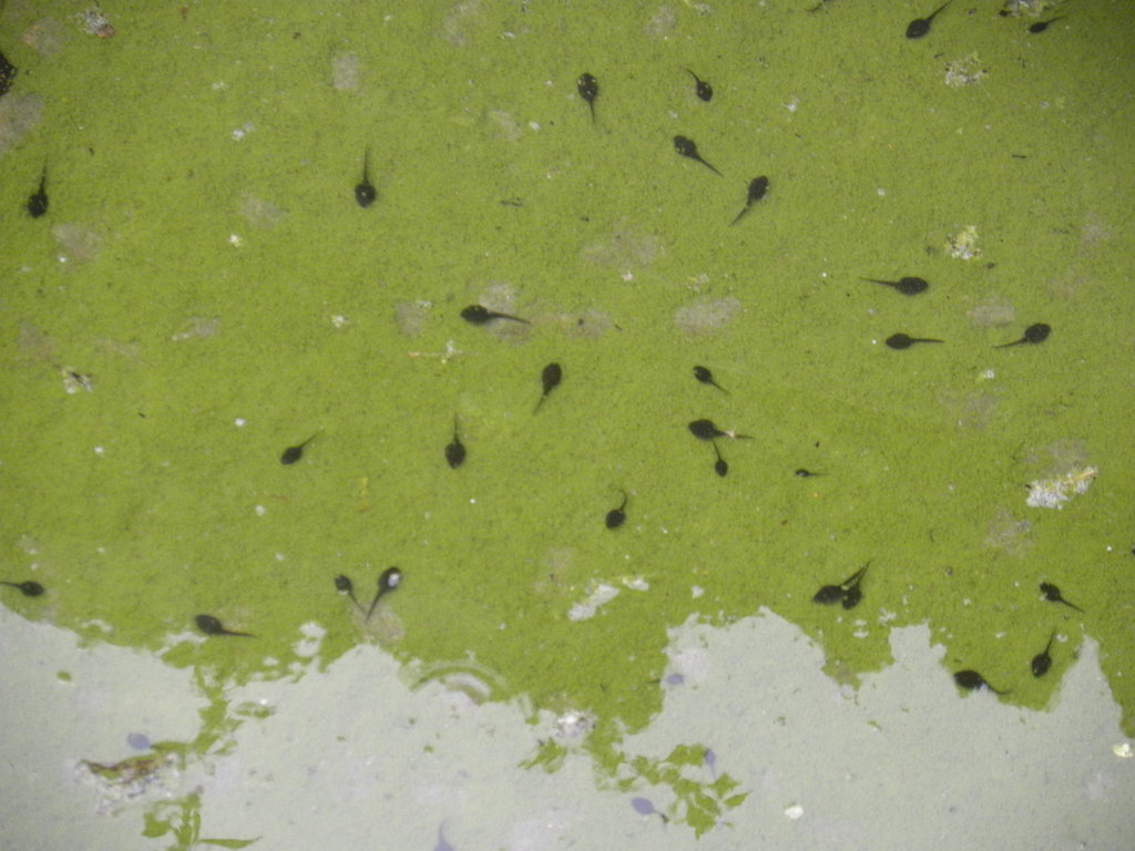 Renacuajos de sapo corredor