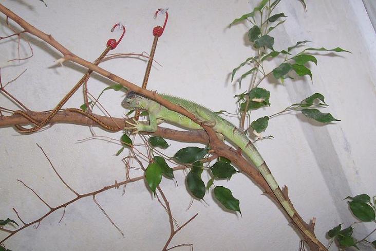 reptiles 009ggggggg.JPG