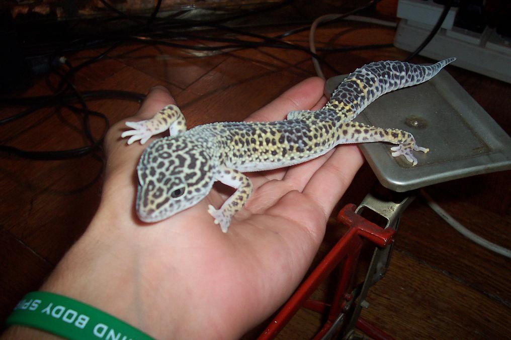 reptiles 011fhdhh.JPG