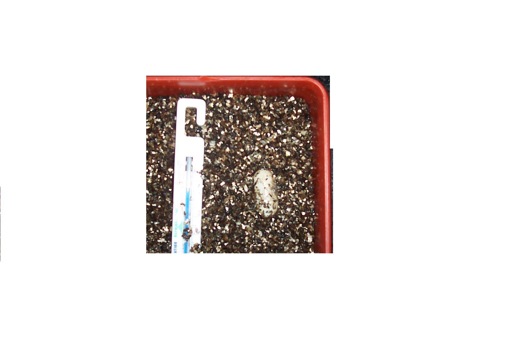 reptiles 539hfgsd.JPG