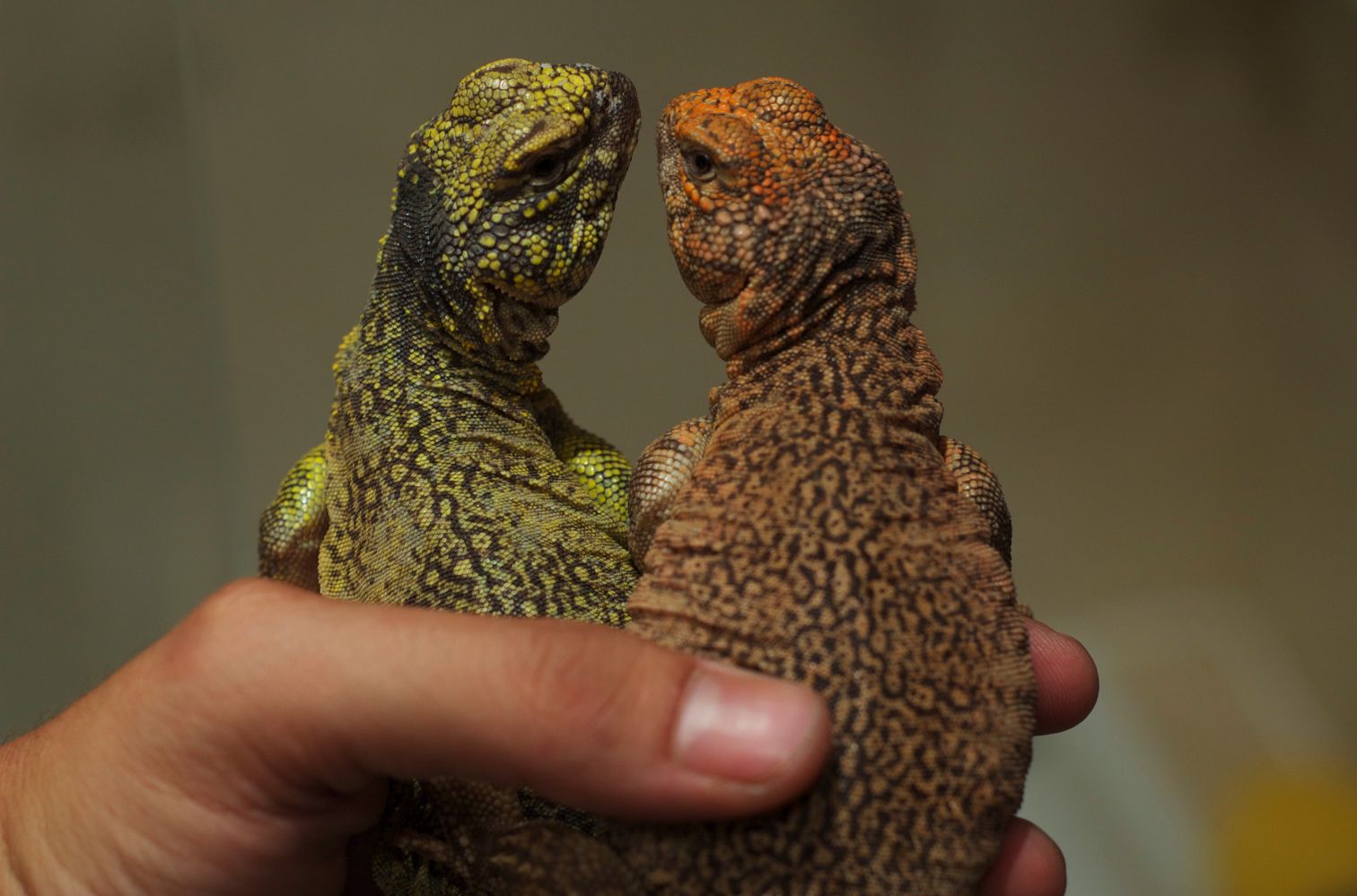 Resized DSC_0202.jpg