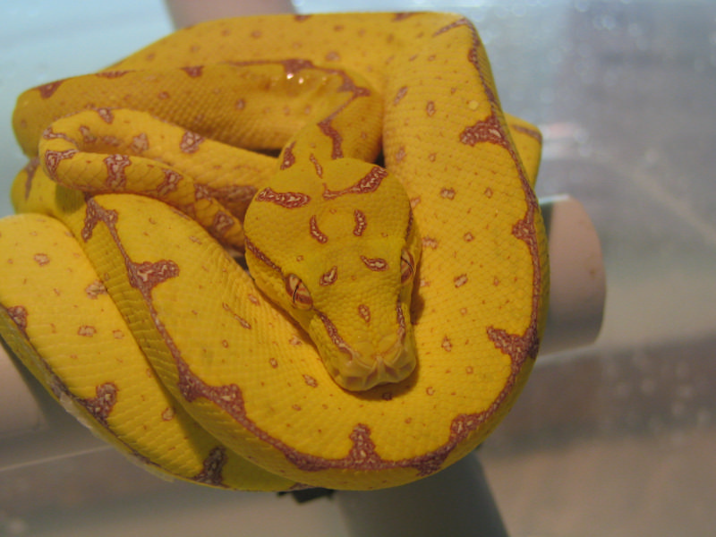 Resized Viridis 015.jpg