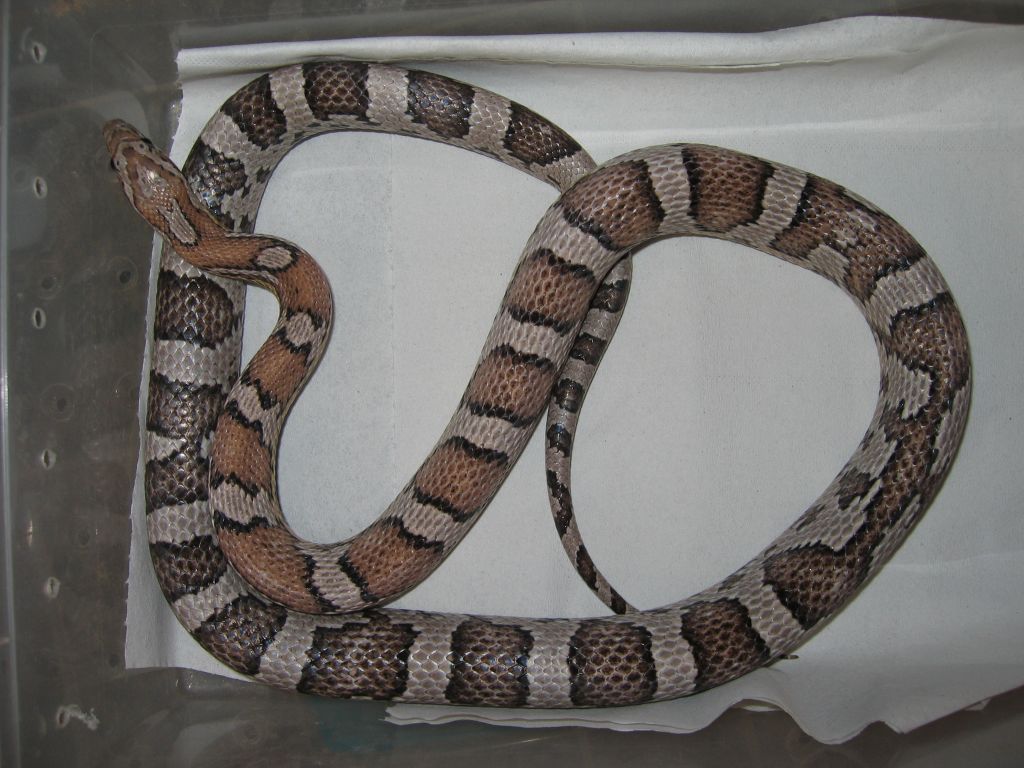 resized_anery 001.jpg