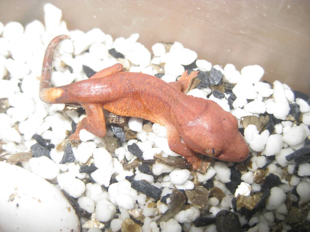 resized_breed (3).jpg