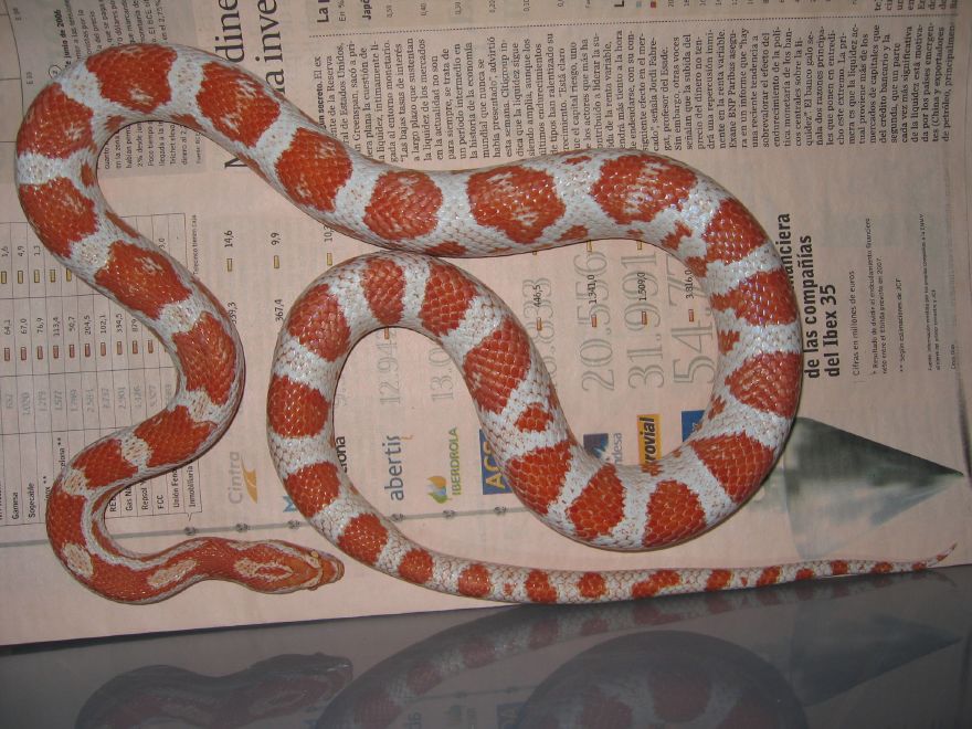 resized_candycane05 002.jpg