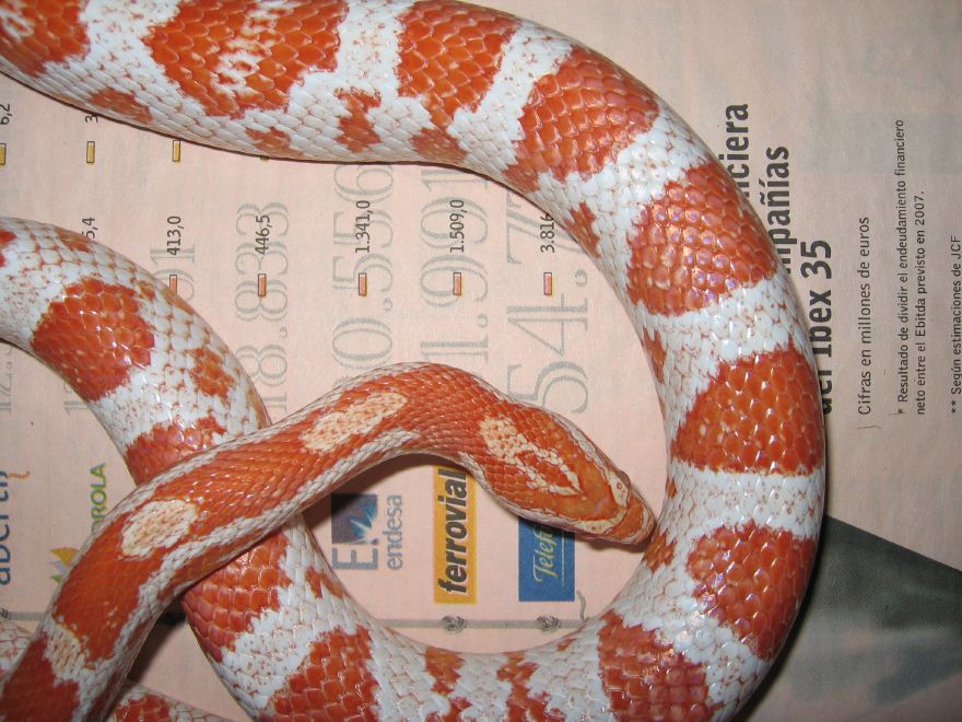 resized_candycane05 003.jpg