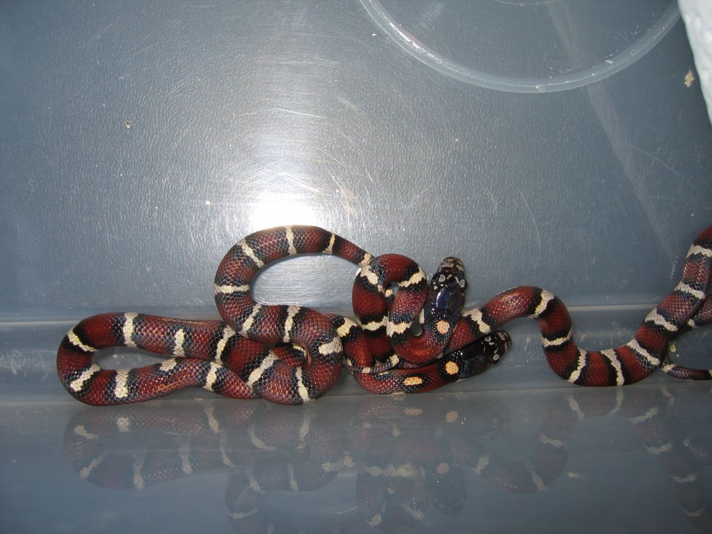 resized_jungle x mexicana 015.jpg