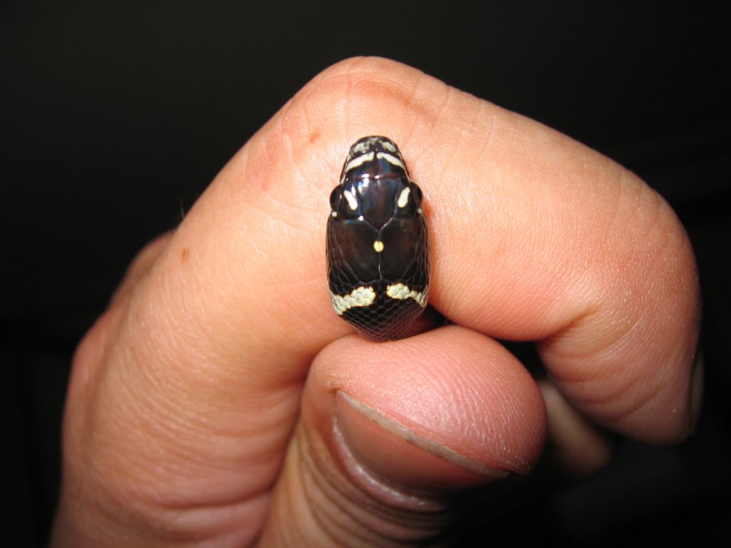 resized_jungle x mexicana 018.jpg