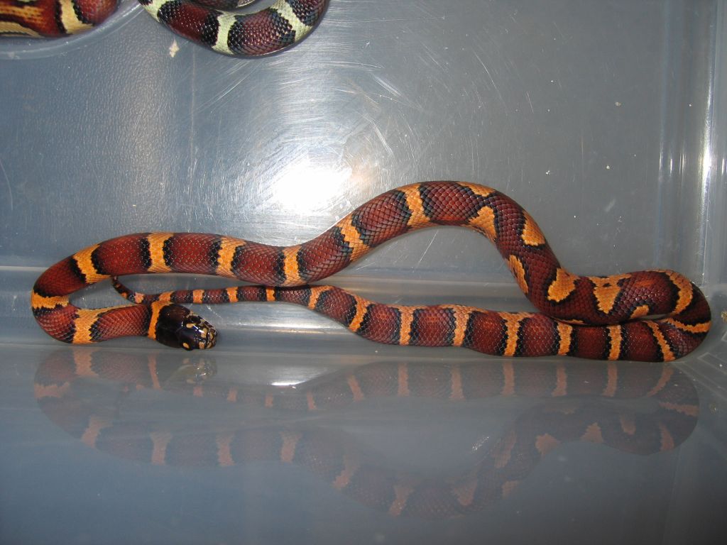 resized_jungle x mexicana 020.jpg