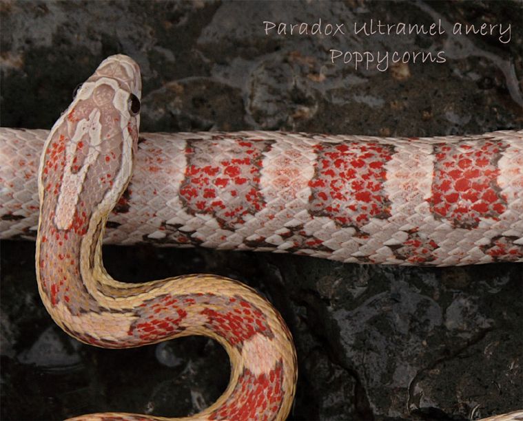 resized_Mar08_1901%20paradox%20ultramel%20anery%20cu.jpg