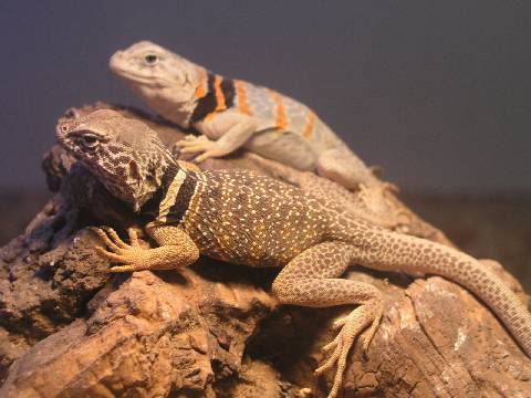 Resized_molins 009.jpg