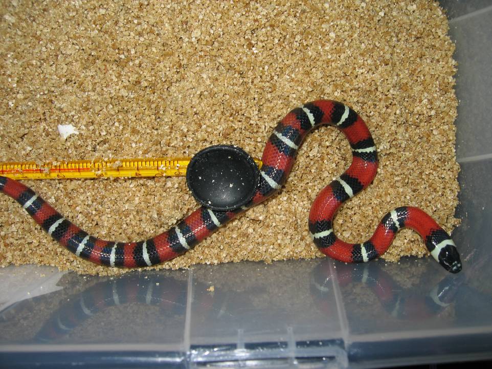 resized_nelsoni x campbelli 002.jpg